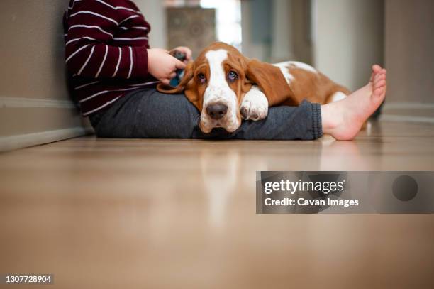 basset hound puppy dog lays on child's legs on the floor at home - basset hound stockfoto's en -beelden