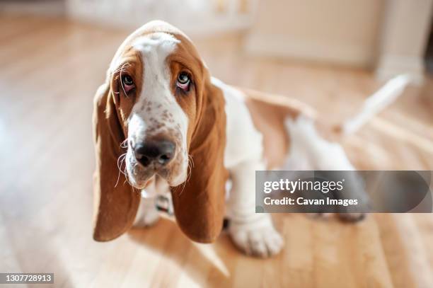 adorable basset hound puppy sits with cute expression in pretty light - medias - fotografias e filmes do acervo