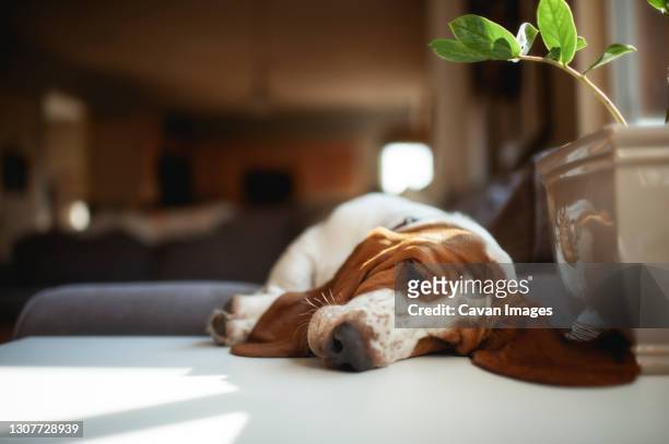 basset hound puppy sleeps on a table under a plant at home - basset stock-fotos und bilder