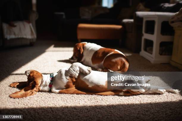 basset hound sunbathes on his back in the living room at home - basset hound stockfoto's en -beelden