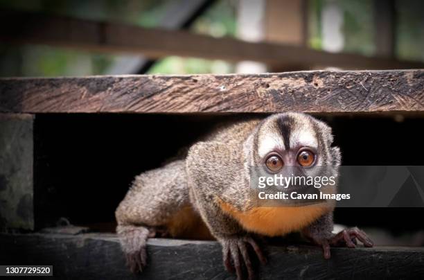 owl monkey in mocagua, amazonas, colombia - cebidae stock pictures, royalty-free photos & images