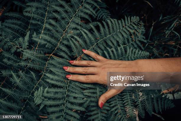 woman's hand is touching fern - red nail polish stock pictures, royalty-free photos & images