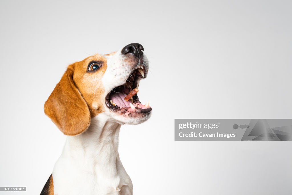 Dog headshoot isolated against white background