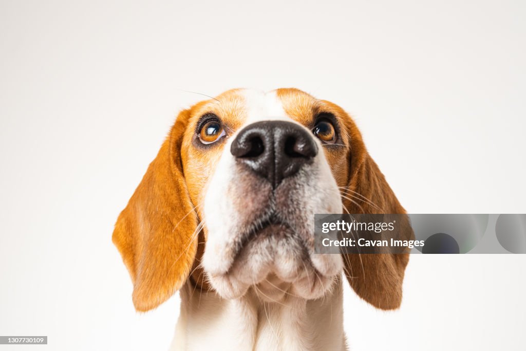 Dog headshoot isolated against white background