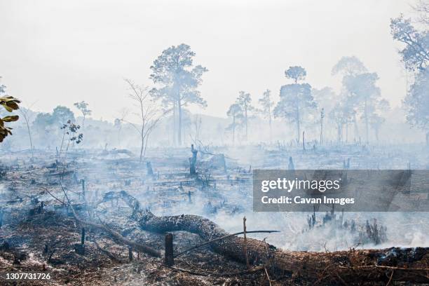 burned forrest to make space for agricultural fields  in laos - forest destruction stock pictures, royalty-free photos & images