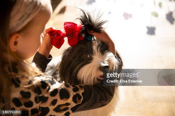 409 Dog Hair Bow Photos and Premium High Res Pictures - Getty Images