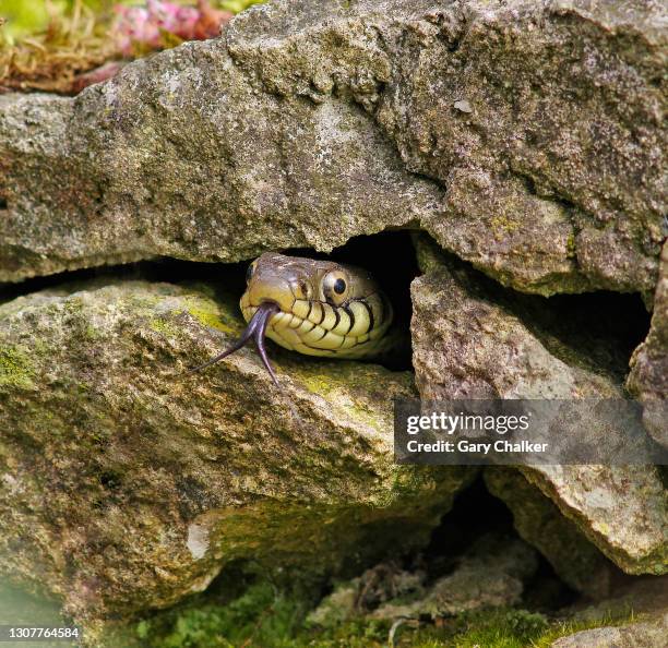 grass snake [natrix natrix] - grass snake stock pictures, royalty-free photos & images