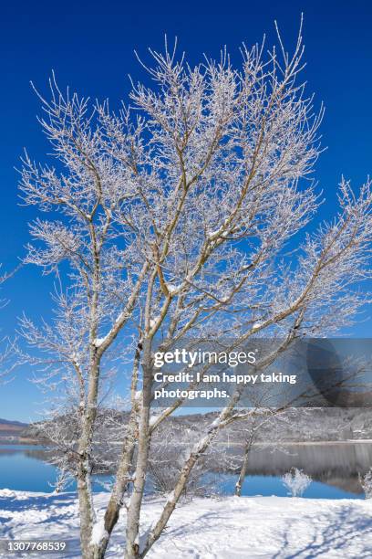 rime trees at lake yamanaka - yamanaka lake stockfoto's en -beelden