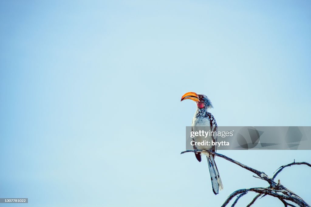 Zuidelijke geel-gefactureerde neushoornvogel (Leucomelas Tockus) die op een tak zit