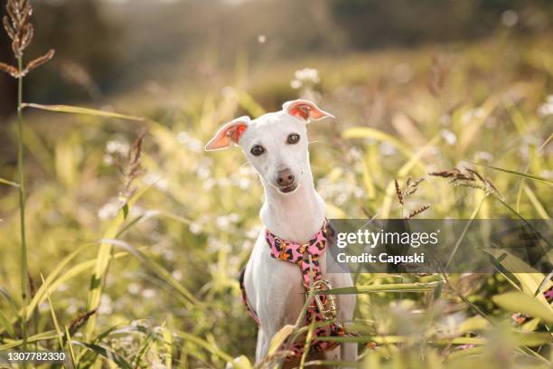 retrato de un pequeño galgo italiano blanco sentado entre arbustos verdes - greyhound fotografías e imágenes de stock