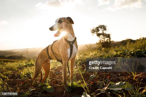 portrait of smiling whippet in a field - hound stock pictures, royalty-free photos & images