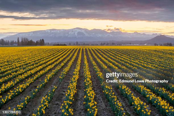 daffodil rows in the skagit valley at sunrise. - daffodil field stock pictures, royalty-free photos & images