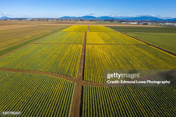 aerial view of rows of daffodils growing in the skagit valley, washington. - daffodil field stock pictures, royalty-free photos & images