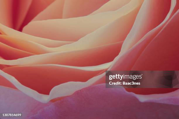 artistic look - close up of a rose - nature pattern stock-fotos und bilder