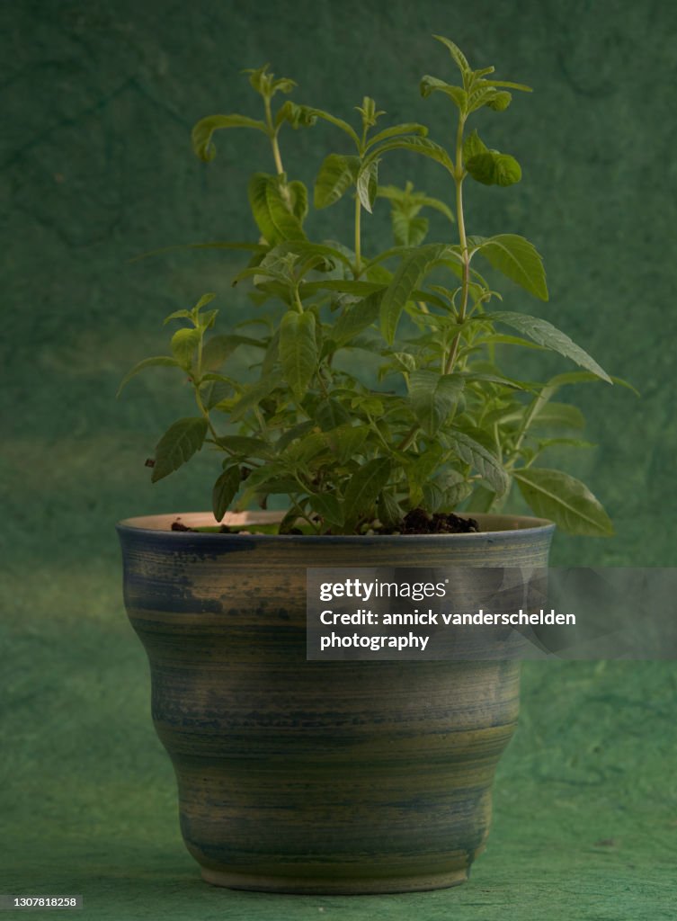 Lemon verbena