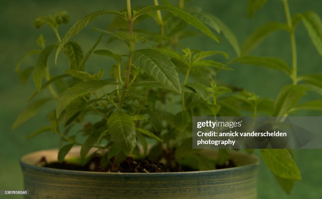 Lemon verbena