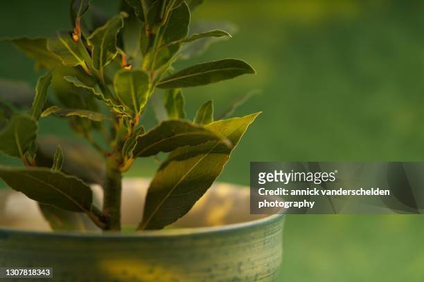 laurel - bay leaf stock-fotos und bilder