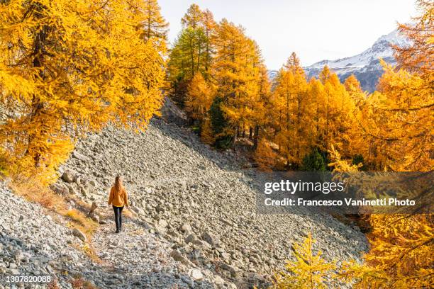 woman in autumnal scenery, engadin, switzerland. - engadin stock pictures, royalty-free photos & images