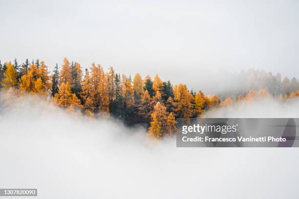 forest and autumnal mist, engadin, switzerland. - nebel stock-fotos und bilder
