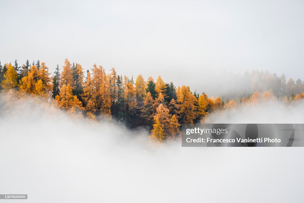 Forest and autumnal mist, Engadin, Switzerland.