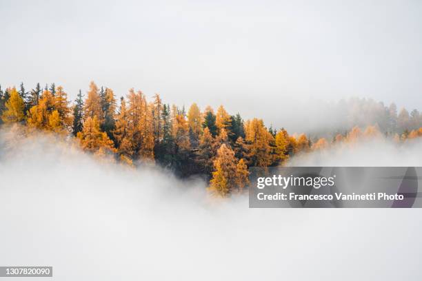 forest and autumnal mist, engadin, switzerland. - fog stock pictures, royalty-free photos & images