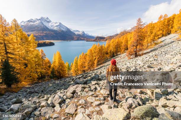 woman looking at autumnal scenery, engadin, switzerland. - larch tree fotografías e imágenes de stock