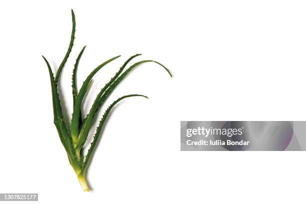 fresh green aloe vera - aloe slices stock pictures, royalty-free photos & images