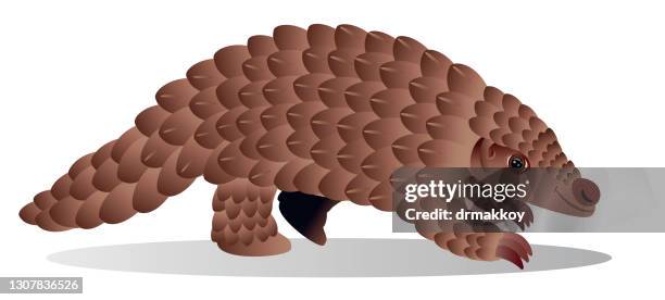 pangolin - pangolin stock illustrations