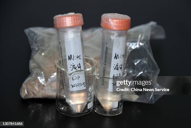 Photo shows a sample of preserved fruit wine from the Zhou Dynasty , with silt in the plastic bag at the Institute of Vertebrate Paleontology and...