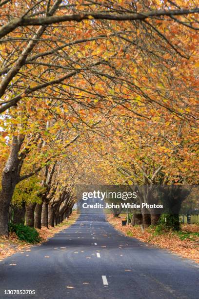 trees growing over the road at wentworth falls. new south wales. australia. - katoomba falls stock pictures, royalty-free photos & images