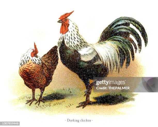 dorking chicken chromolithography 1882 - free range chicken stock illustrations