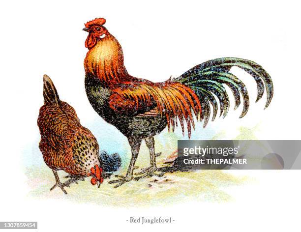 red junglefowl chicken chromolithography 1882 - hen stock illustrations