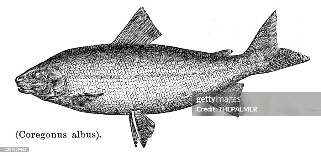 Common Whitefish of Lake Erie engraving 1897
