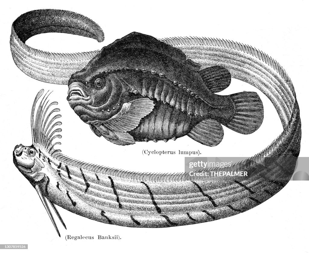 Lumpfish and oarfish engraving 1897