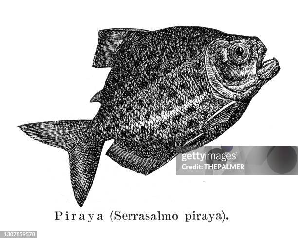 piranha fischgravur 1897 - piranha stock-grafiken, -clipart, -cartoons und -symbole