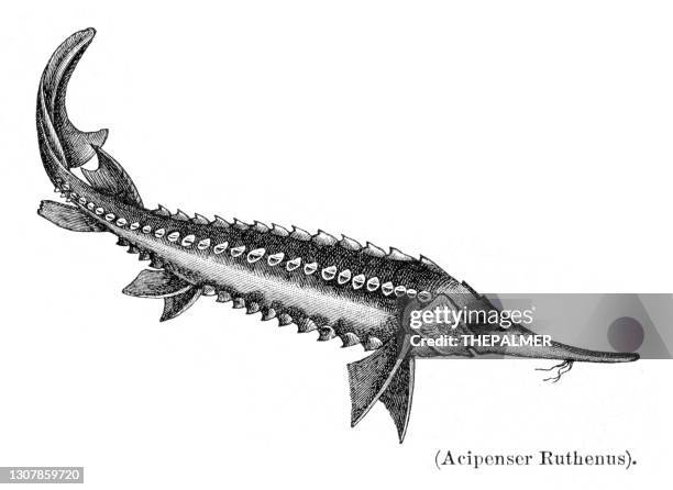 illustrazioni stock, clip art, cartoni animati e icone di tendenza di incisione di pesci storioni 1897 - storione