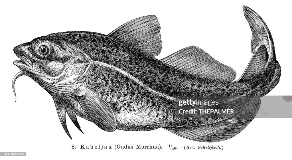 Atlantic cod fish engraving 1897