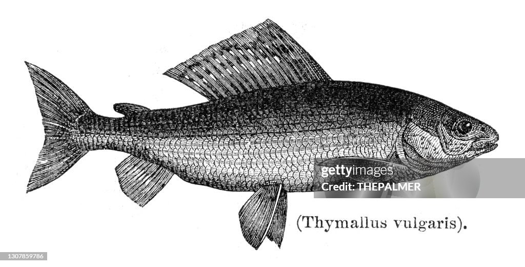 Grayling fish engraving 1897
