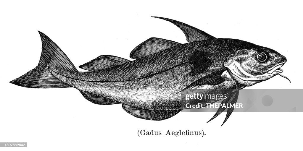 Haddock engraving 1897