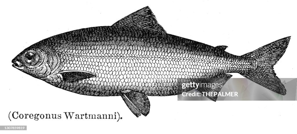 Blue whitefish engraving 1897