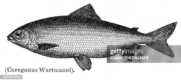 blue whitefish engraving 1897 - white fish stock illustrations