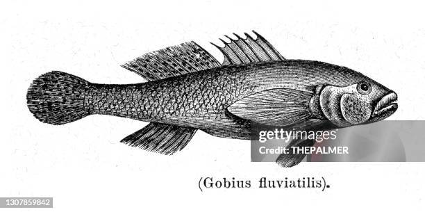 goby fish engraving 1897 - trimma okinawae stock illustrations