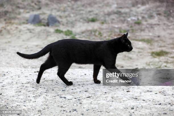 image of a black cat - bad luck 個照片及圖片檔