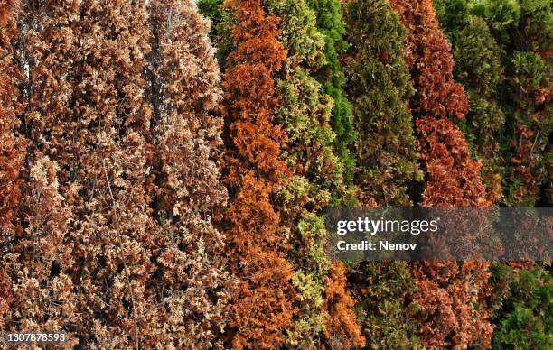 texture of thuja occidentalis - american arborvitae stock pictures, royalty-free photos & images