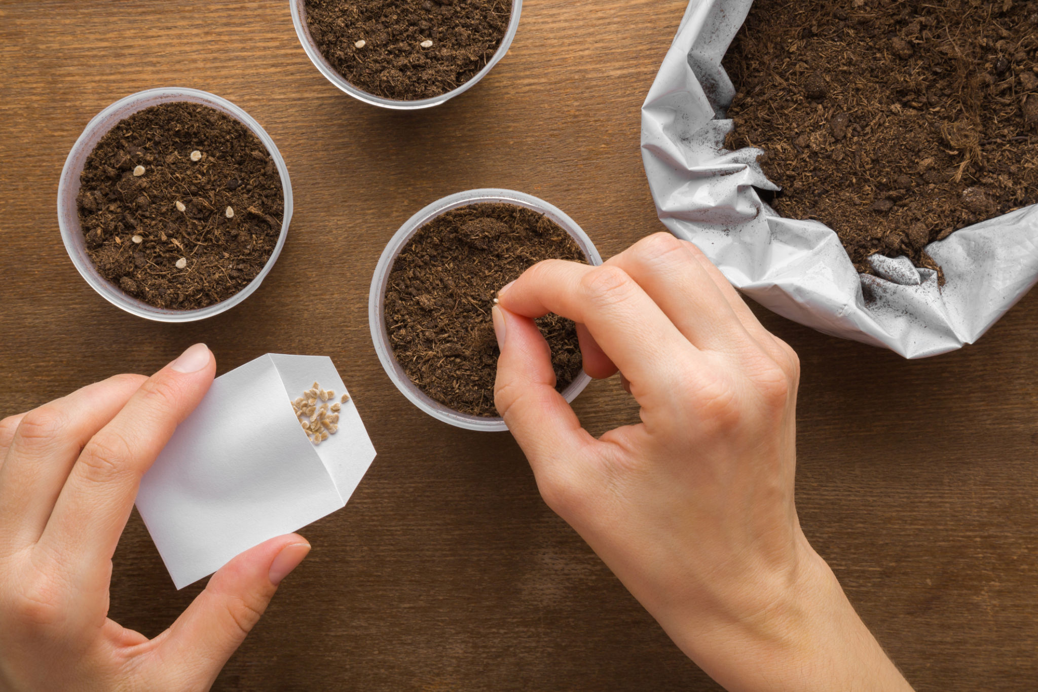 planting clover seeds