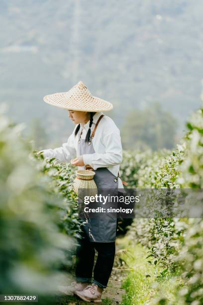 chinese female farmers picking tea in the tea garden - thee gewas stockfoto's en -beelden