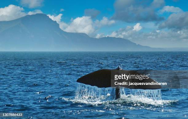 una ballena bucea. sólo su cola es visible. el agua gotea de la cola. en las montañas de fondo. - ballena cachalote fotografías e imágenes de stock