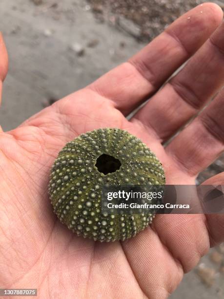 skeleton of a mediterranean sea urchin of green color on the hand of a man - green sea urchin stock pictures, royalty-free photos & images