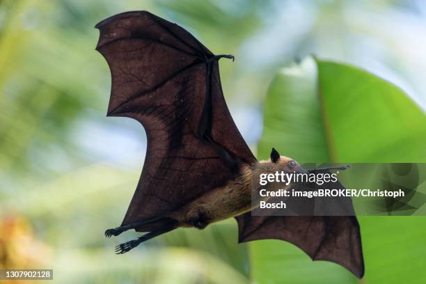 indian flying fox (pteropus medius), in flight, kuramathi, maldives - spread wings stock pictures, royalty-free photos & images