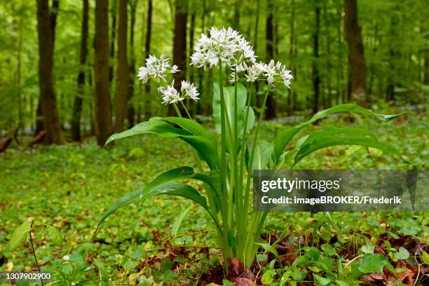 Ramsom Example 37 Ramsom Stock Photos, High-Res Pictures, and Images - Getty Images